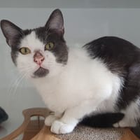 OREO CHA, chat à adopter