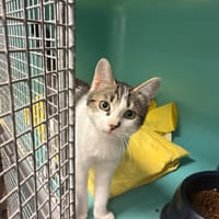 YOYO, chatte à adopter