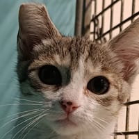 Polybe, chat à adopter