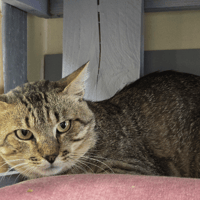 BUENO, chat à adopter