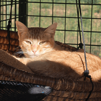 KINDER, chat à adopter
