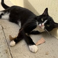 KIMY, chatte à adopter