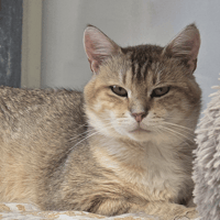 FLAMENCO, chat à adopter