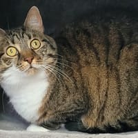 FIDJI, chatte à adopter