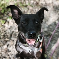 Olia, chienne à adopter
