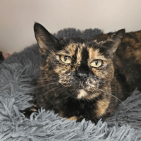 Lilly, chatte à adopter