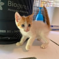 KIMY, chatte à adopter