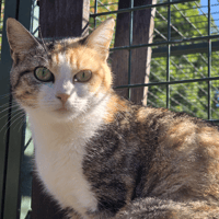 Ariel, chatte à adopter
