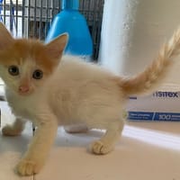 KIKO, chat à adopter