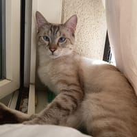 CHOUCHOU C, chat à adopter