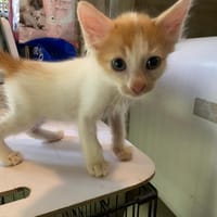 KLOE, chatte à adopter