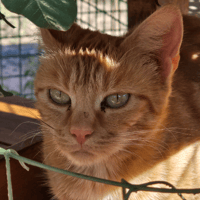 PAPAYE, chatte à adopter