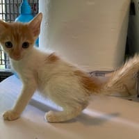 KALINA, chatte à adopter