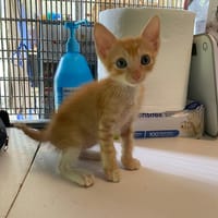 KAZAN, chat à adopter
