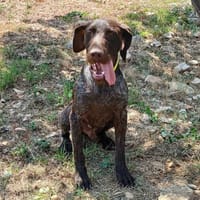 Chase, chien à adopter