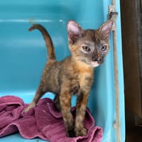 WHERE, chatte à adopter
