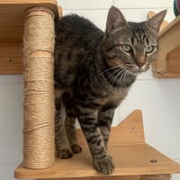Calypso, chatte à adopter