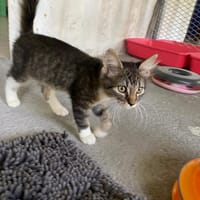 YOUP ( Réservé), chat à adopter