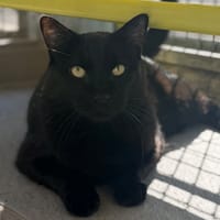 BLACKY, chat à adopter