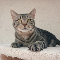 BALI, chat à adopter