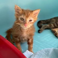 WHY ( Réservé ), chatte à adopter