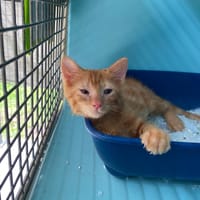 WHAT, chat à adopter