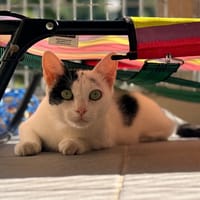ARLETTE FIV+, chatte à adopter