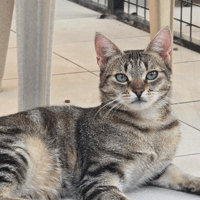 SUSHI, chat à adopter