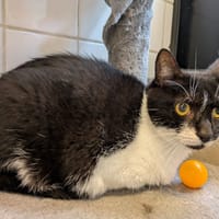 WILSON (FR), chat à adopter