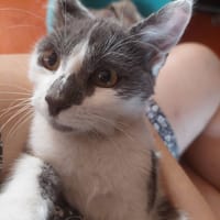 Pixie, chat à adopter