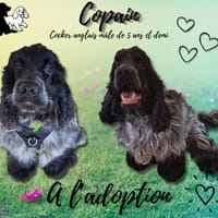 Copain, chien à adopter