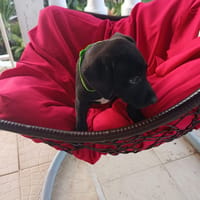 STORMY, chien à adopter