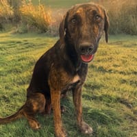 SHIVA, chienne à adopter