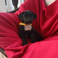 YWA, chienne à adopter