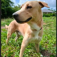 Kiko mâle Berger Créole, chien à adopter