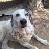 Katia, chienne à adopter
