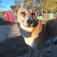 Kira, chienne à adopter