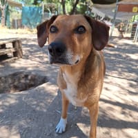 Sandy, chienne à adopter