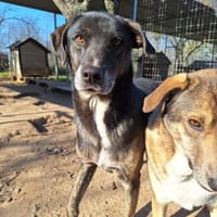Ted, chien à adopter