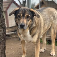 Cassy, chienne à adopter