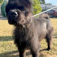 Teddy, dog to adopt