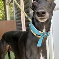 Patrick, dog to adopt