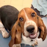 Jeff, dog to adopt
