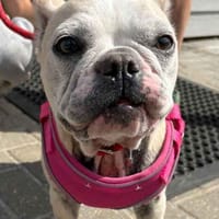 Chunks and Flo, female dog to adopt