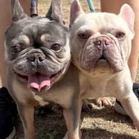 Ghost and Marnie, female dog to adopt