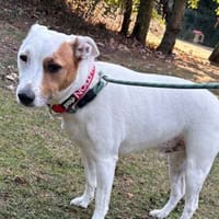 Bruno, dog to adopt