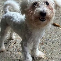 Young Sally, female dog to adopt