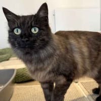Storm, female cat to adopt