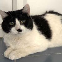 PussPuss, female cat to adopt