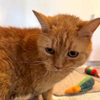 Bella, female cat to adopt